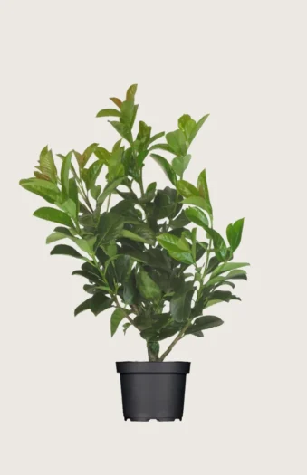 Laurbærhegg Etna 125cm Outlet | Plantinavia
