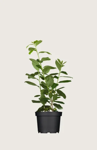 Laurbærhegg Etna 60cm Outlet | Plantinavia