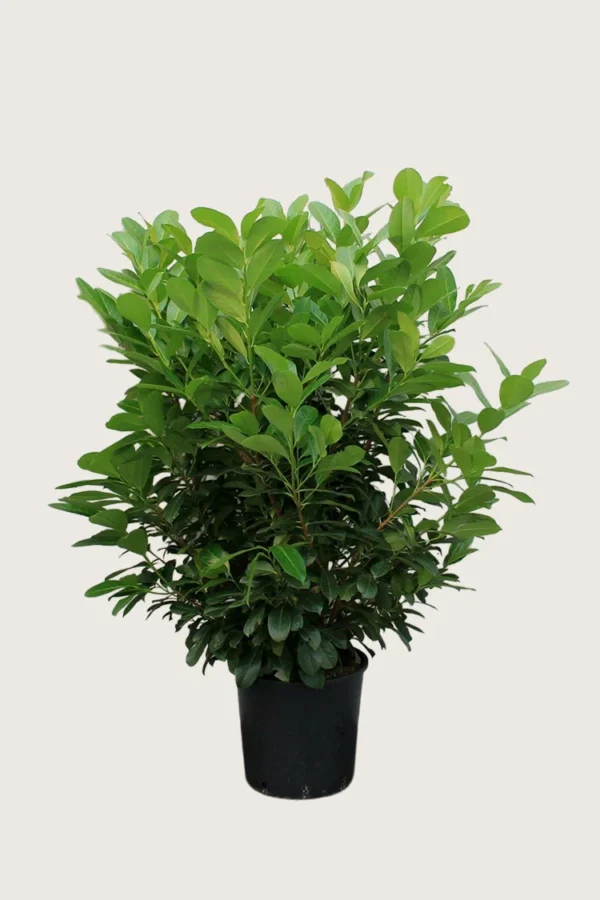 Laurbærhegg Etna 150cm Velgrenet | Plantinavia