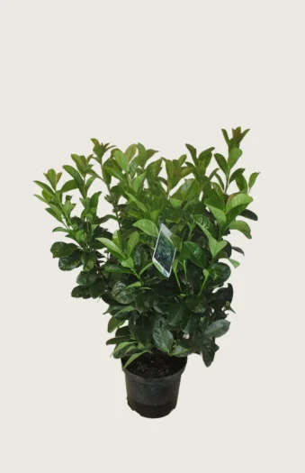 Laurbærhegg Etna 60cm Velgrenet | Plantinavia