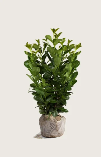 Laurbærhegg Etna 125cm Grenet | Plantinavia