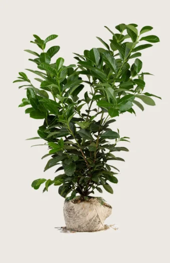 Laurbærhegg Etna 225cm Grenet | Plantinavia