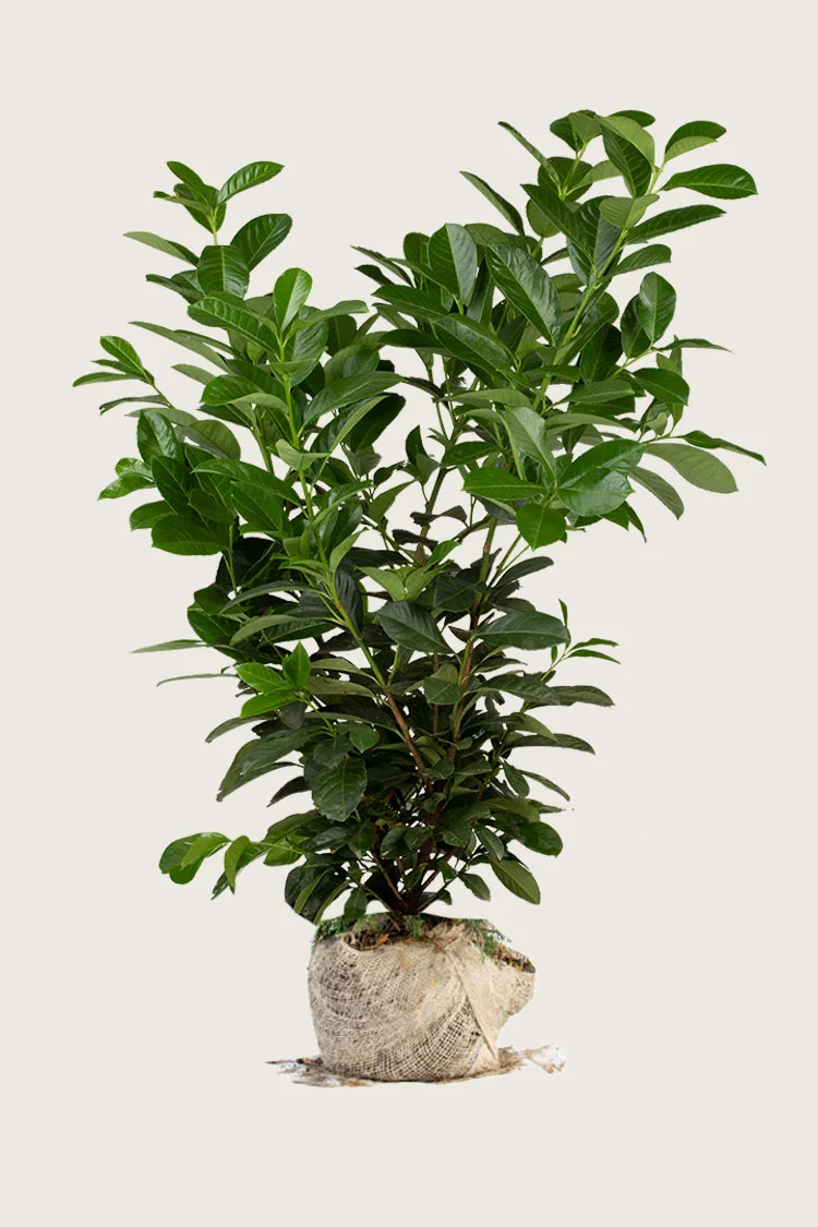 Laurbærhegg Etna 250cm Grenet | Plantinavia