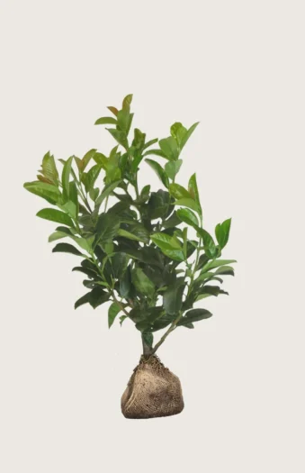 Laurbærhegg Etna 125cm Outlet | Plantinavia