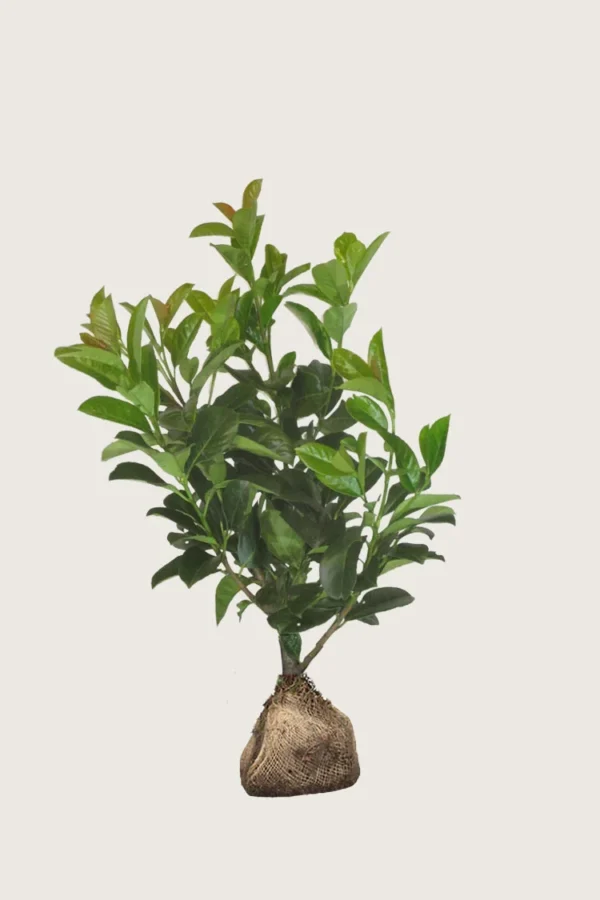 Laurbærhegg Etna 225cm Outlet | Plantinavia