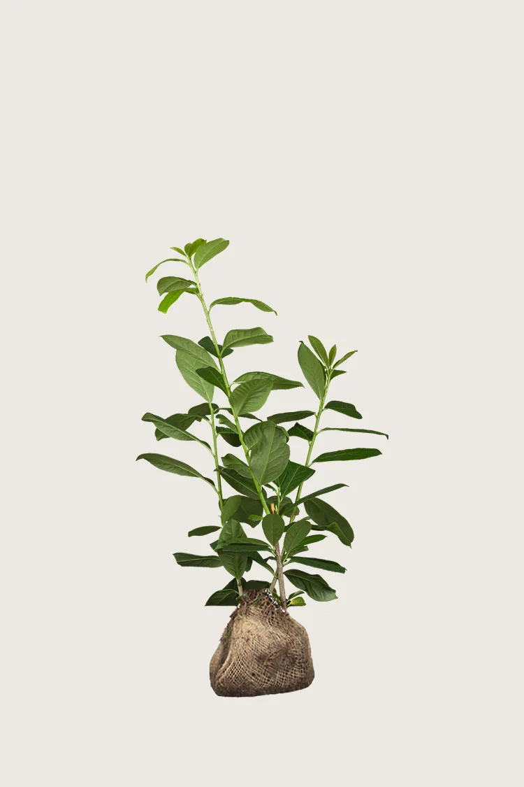 Laurbærhegg Etna configurator