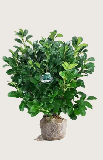 Laurbærhegg Etna 200cm Velgrenet | Plantinavia