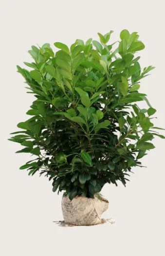 Laurbærhegg Etna 250cm Velgrenet | Plantinavia