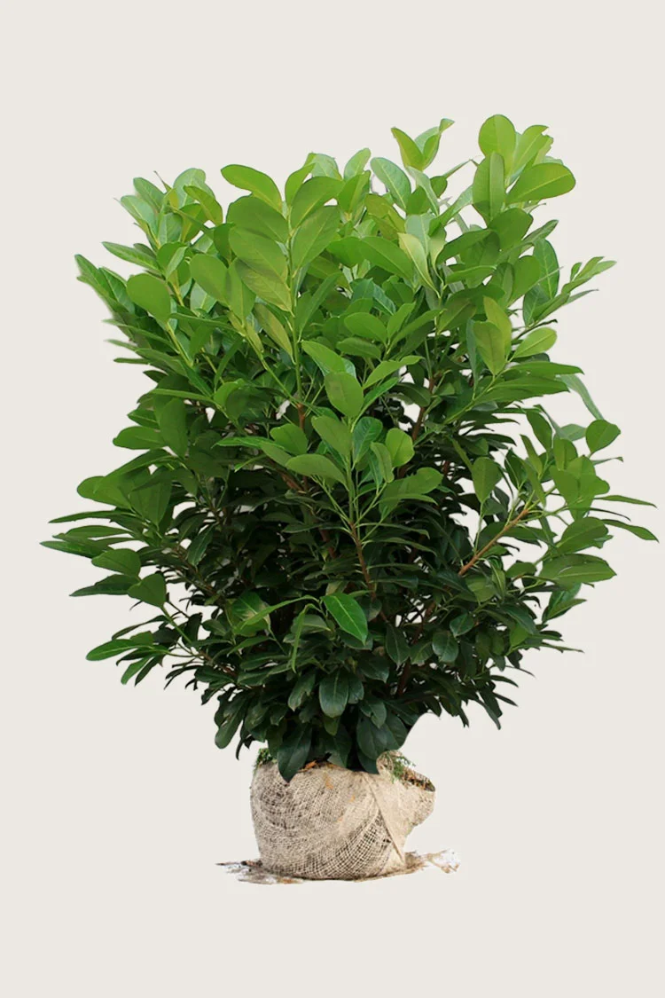 Laurbærhegg Etna 250cm Velgrenet | Plantinavia