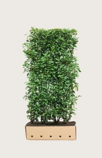 Laurbærhegg Genolia 300cm Velgrenet | Plantinavia