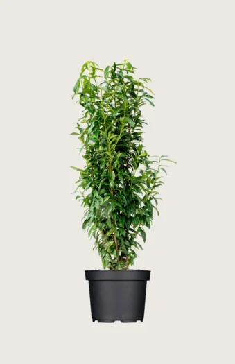 Laurbærhegg Genolia 125cm Grenet | Plantinavia