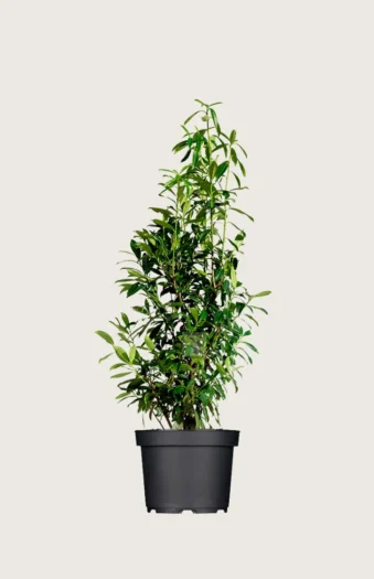 Laurbærhegg Genolia 125cm Outlet | Plantinavia
