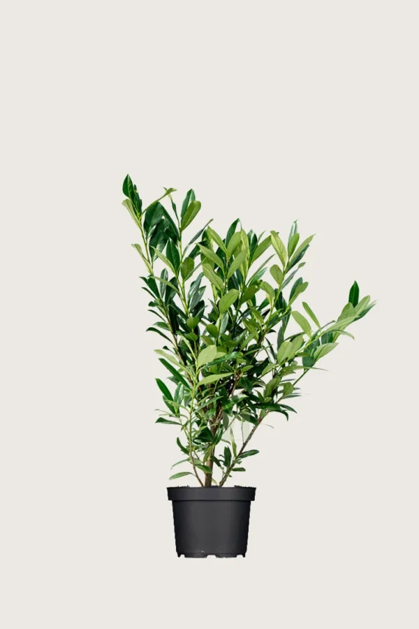 Laurbærhegg Genolia 60cm Outlet | Plantinavia