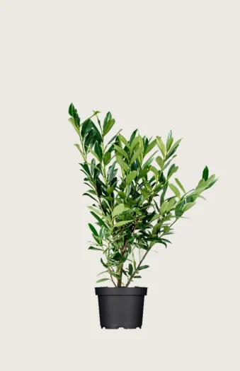 Laurbærhegg Genolia 80cm Outlet | Plantinavia