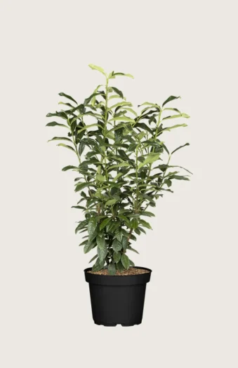 Laurbærhegg Genolia 150cm Velgrenet | Plantinavia