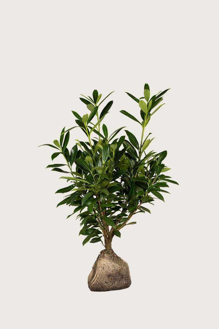 Laurbærhegg Genolia 100cm Grenet | Plantinavia