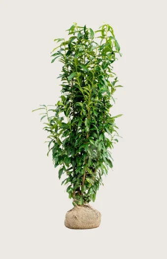 Laurbærhegg Genolia 250cm Grenet | Plantinavia