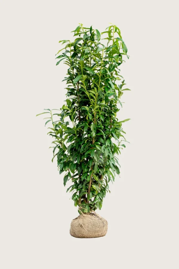 Laurbærhegg Genolia 300cm Grenet | Plantinavia