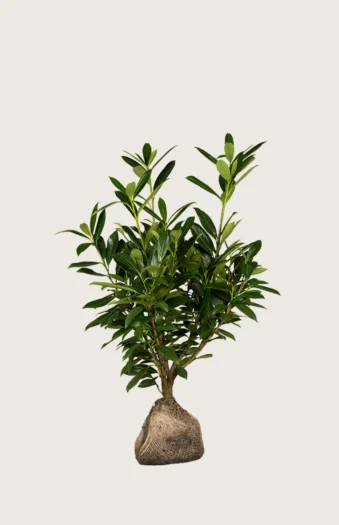 Laurbærhegg Genolia 60cm Grenet | Plantinavia