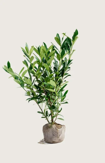 Laurbærhegg Genolia 175cm Outlet | Plantinavia