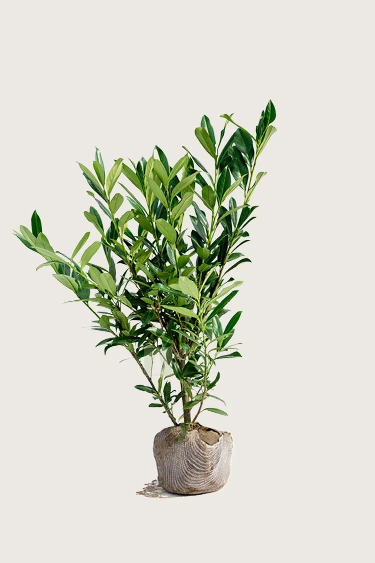 Laurbærhegg Genolia 175cm Outlet | Plantinavia