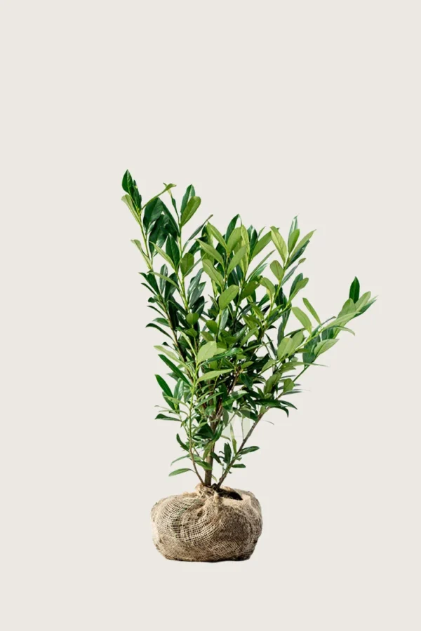 Laurbærhegg Genolia 80cm Outlet | Plantinavia