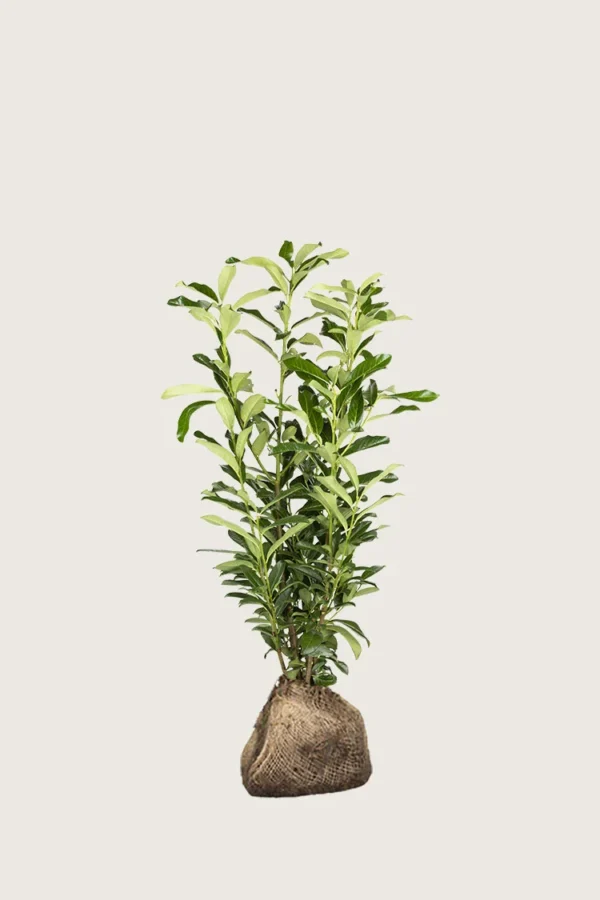 Laurbærhegg Genolia 100cm Velgrenet | Plantinavia