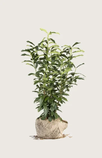 Laurbærhegg Genolia 125cm Velgrenet | Plantinavia