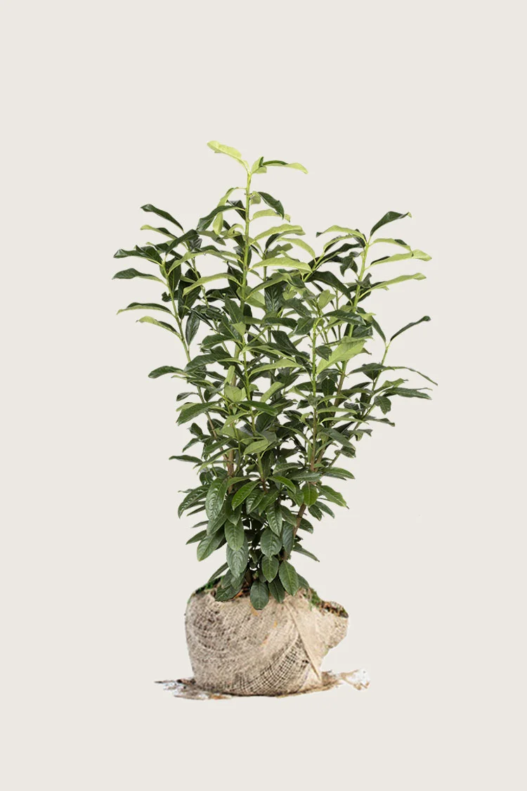 Laurbærhegg Genolia 150cm Velgrenet | Plantinavia