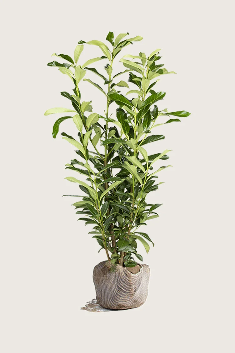 Laurbærhegg Genolia 250cm Velgrenet | Plantinavia