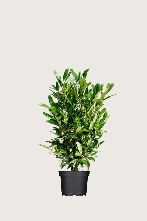 Laurbærhegg Herbergii 60cm Grenet | Plantinavia