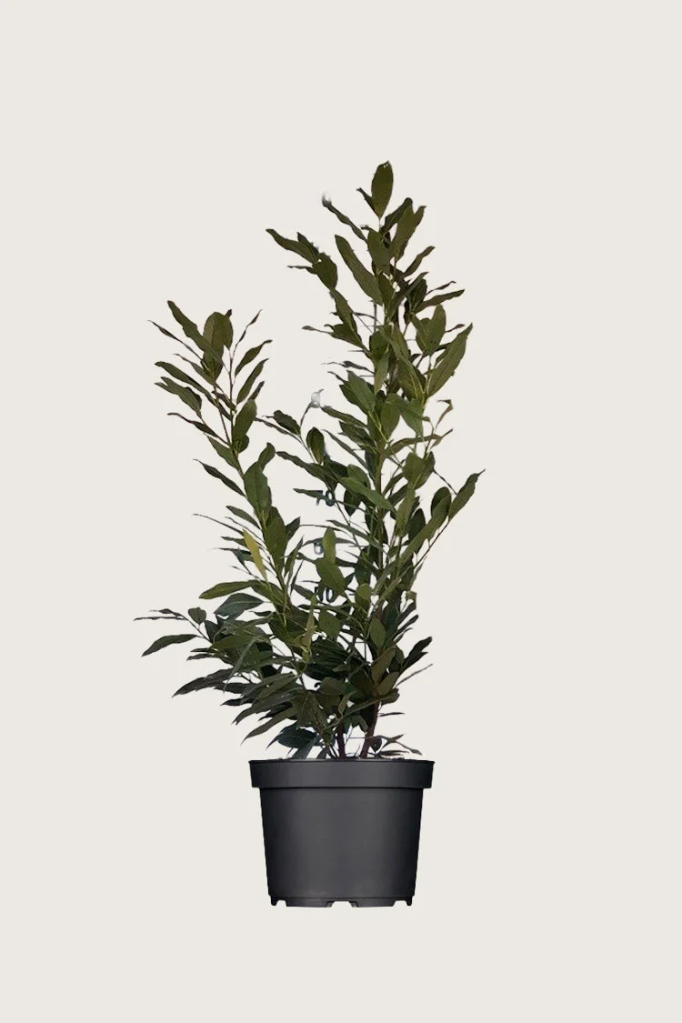 Laurbærhegg Herbergii 125cm Outlet | Plantinavia