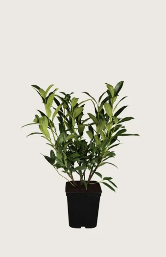 Laurbærhegg Herbergii 60cm Outlet | Plantinavia