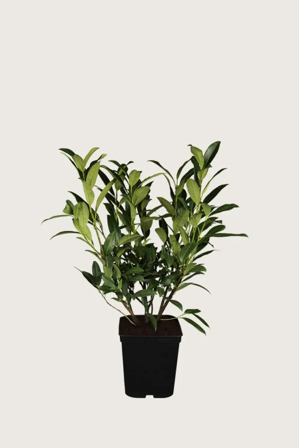 Laurbærhegg Herbergii 60cm Outlet | Plantinavia