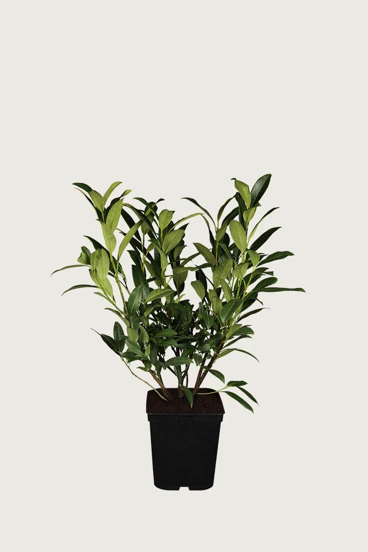 Laurbærhegg Herbergii 80cm Outlet | Plantinavia