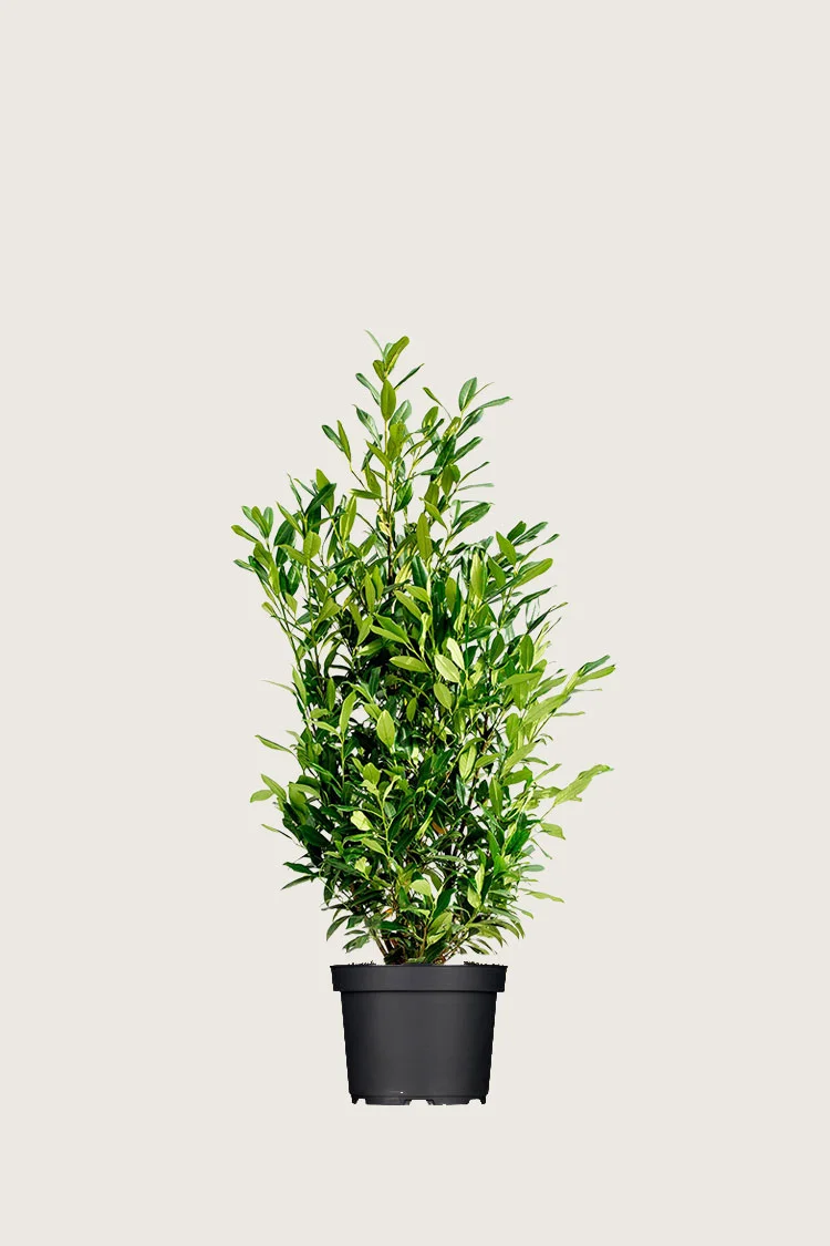 Laurbærhegg Herbergii 60cm Velgrenet | Plantinavia