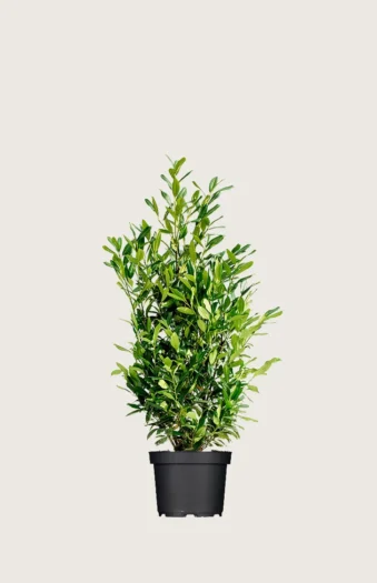 Laurbærhegg Herbergii 80cm Velgrenet | Plantinavia