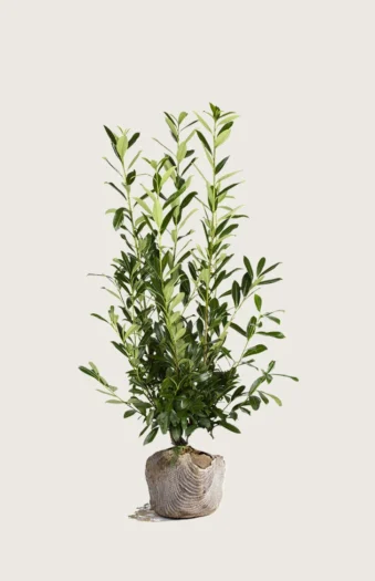 Laurbærhegg Herbergii 175cm Grenet | Plantinavia