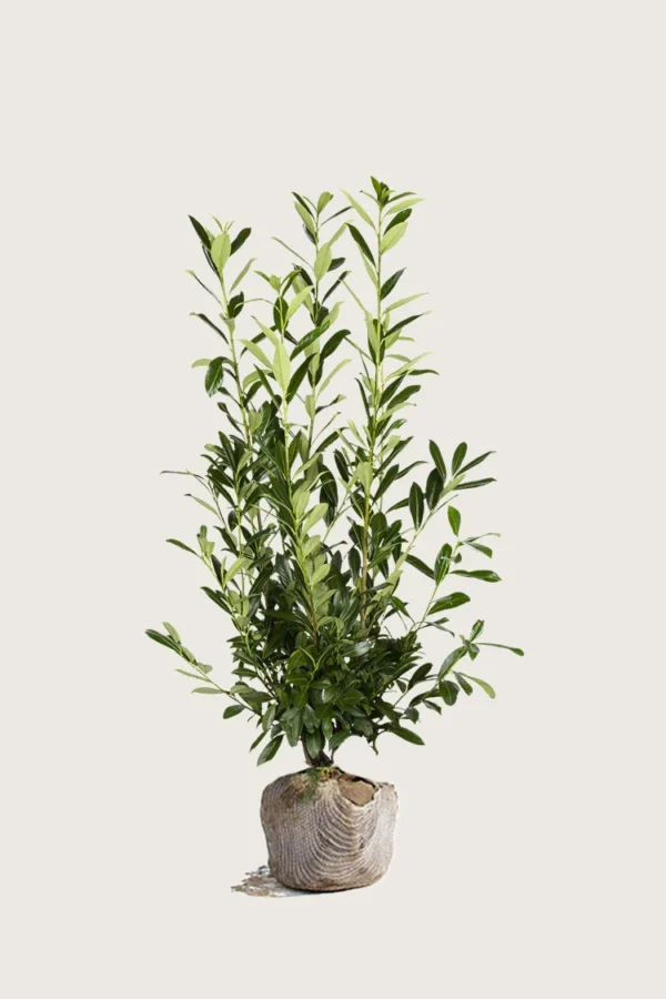 Laurbærhegg Herbergii 175cm Grenet | Plantinavia