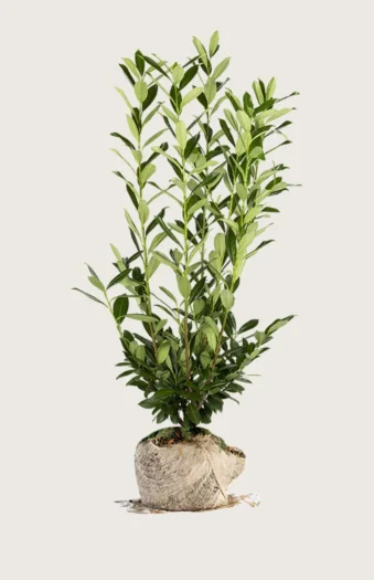 Laurbærhegg Herbergii 225cm Grenet | Plantinavia