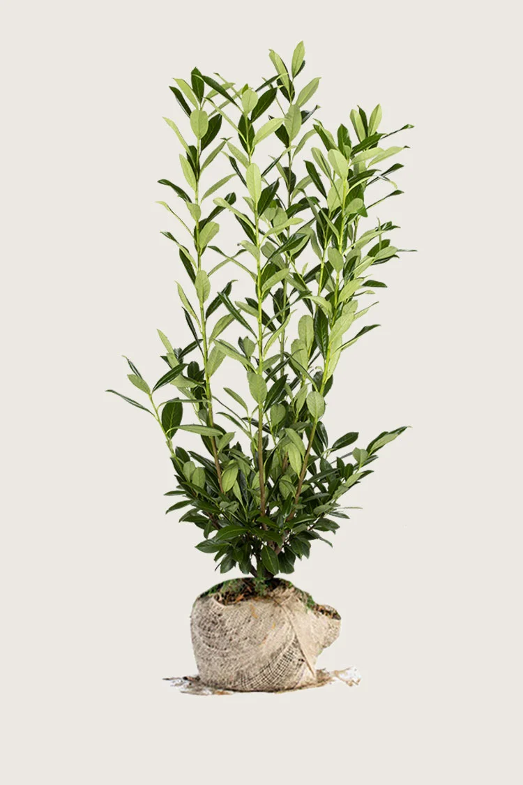 Laurbærhegg Herbergii 225cm Grenet | Plantinavia