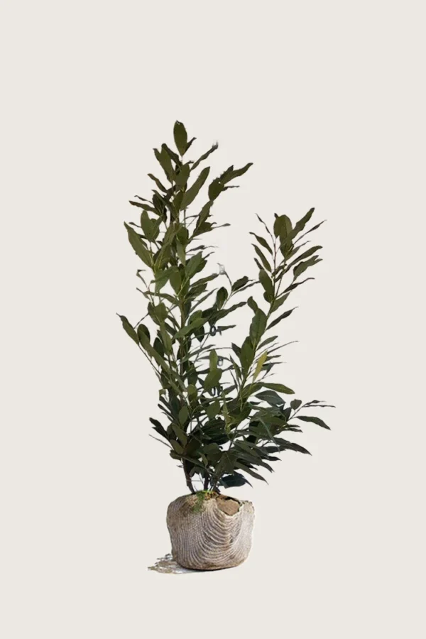 Laurbærhegg Herbergii 175cm Outlet | Plantinavia