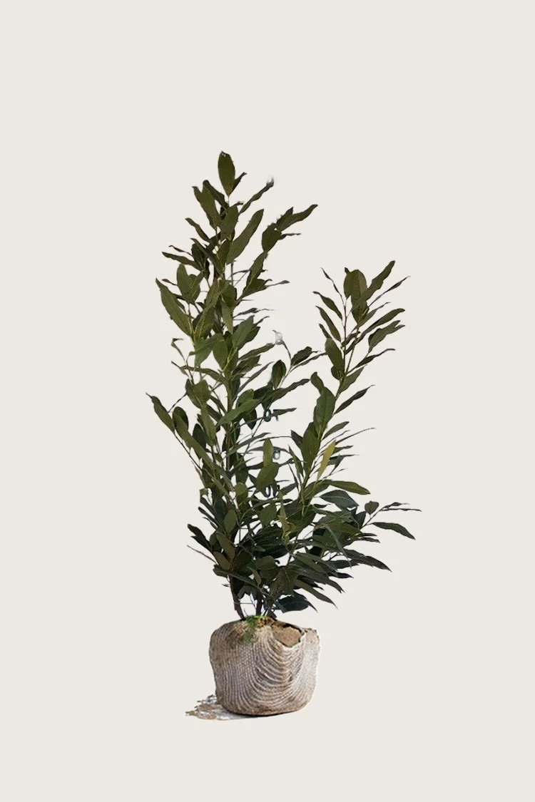 Laurbærhegg Herbergii 200cm Outlet | Plantinavia