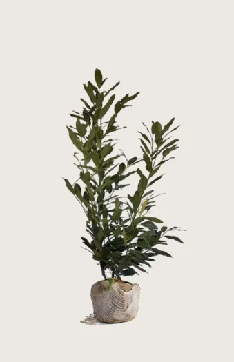 Laurbærhegg Herbergii 225cm Outlet | Plantinavia