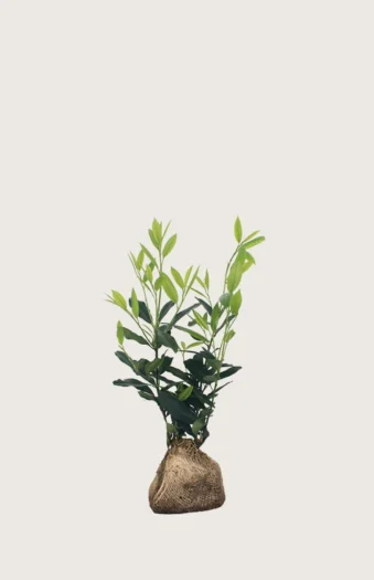 Laurbærhegg Herbergii 80cm Outlet | Plantinavia