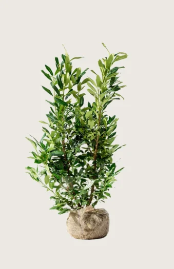 Laurbærhegg Herbergii 125cm Velgrenet | Plantinavia
