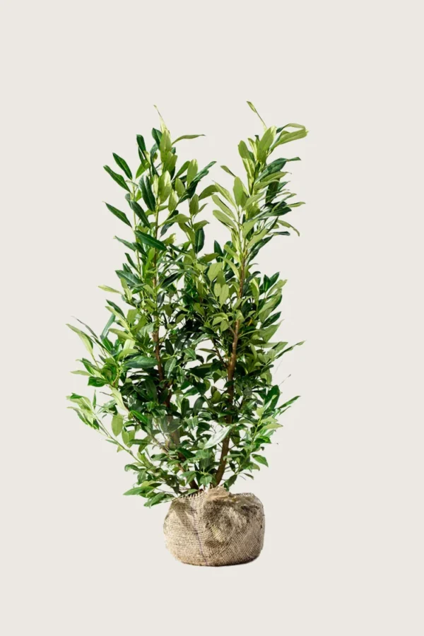 Laurbærhegg Herbergii 125cm Velgrenet | Plantinavia