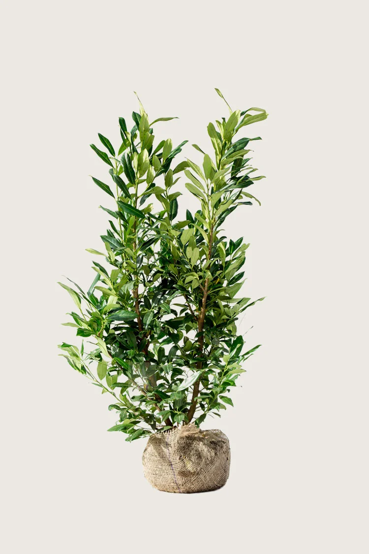 Laurbærhegg Herbergii 125cm Velgrenet | Plantinavia
