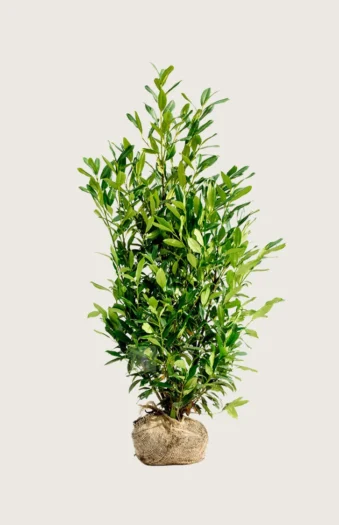 Laurbærhegg Herbergii 225cm Velgrenet | Plantinavia