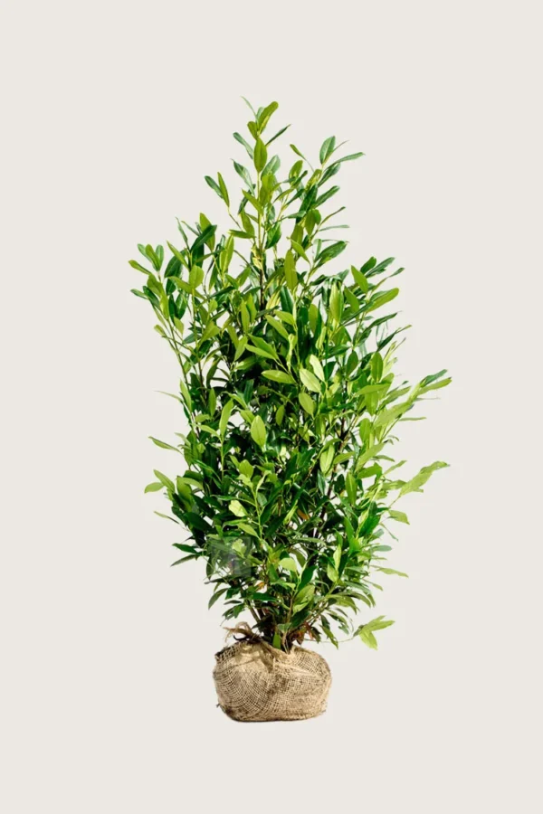 Laurbærhegg Herbergii 225cm Velgrenet | Plantinavia